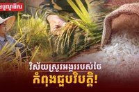 វិស័យស្រូវអង្ករ