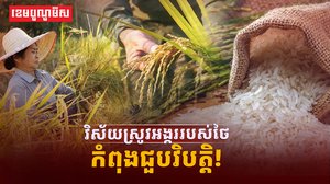 វិស័យស្រូវអង្ករ