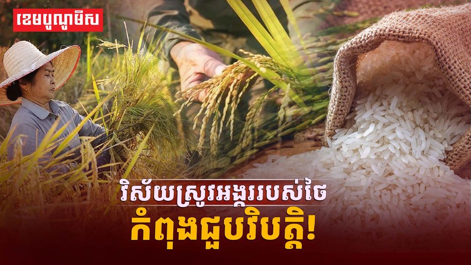 វិស័យស្រូវអង្ករ